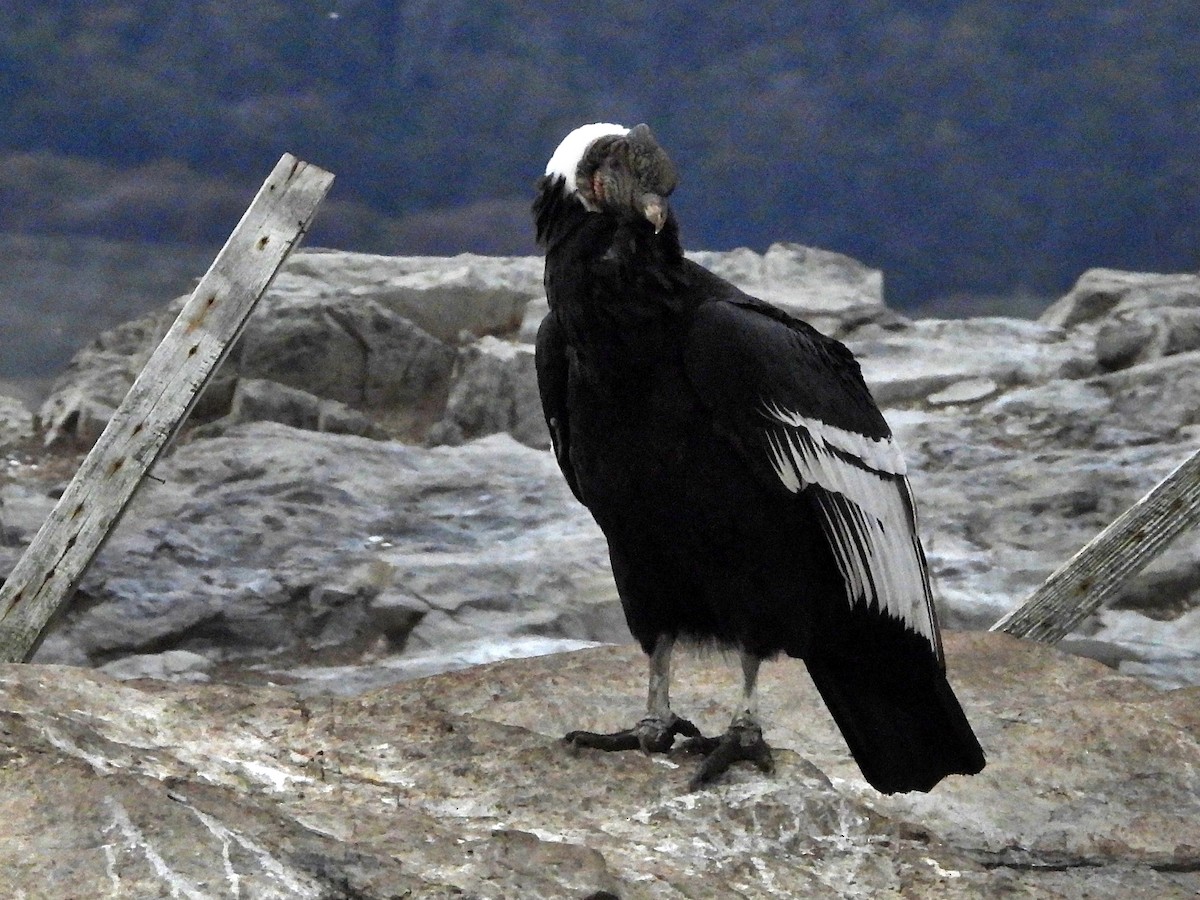 Andean Condor - Glenda Tromp