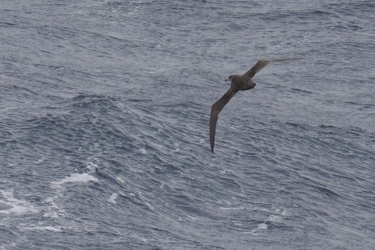 Pink-footed Shearwater - ML617080024
