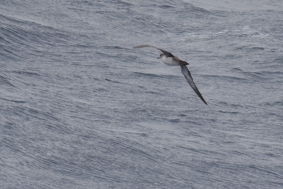 Pink-footed Shearwater - ML617080025