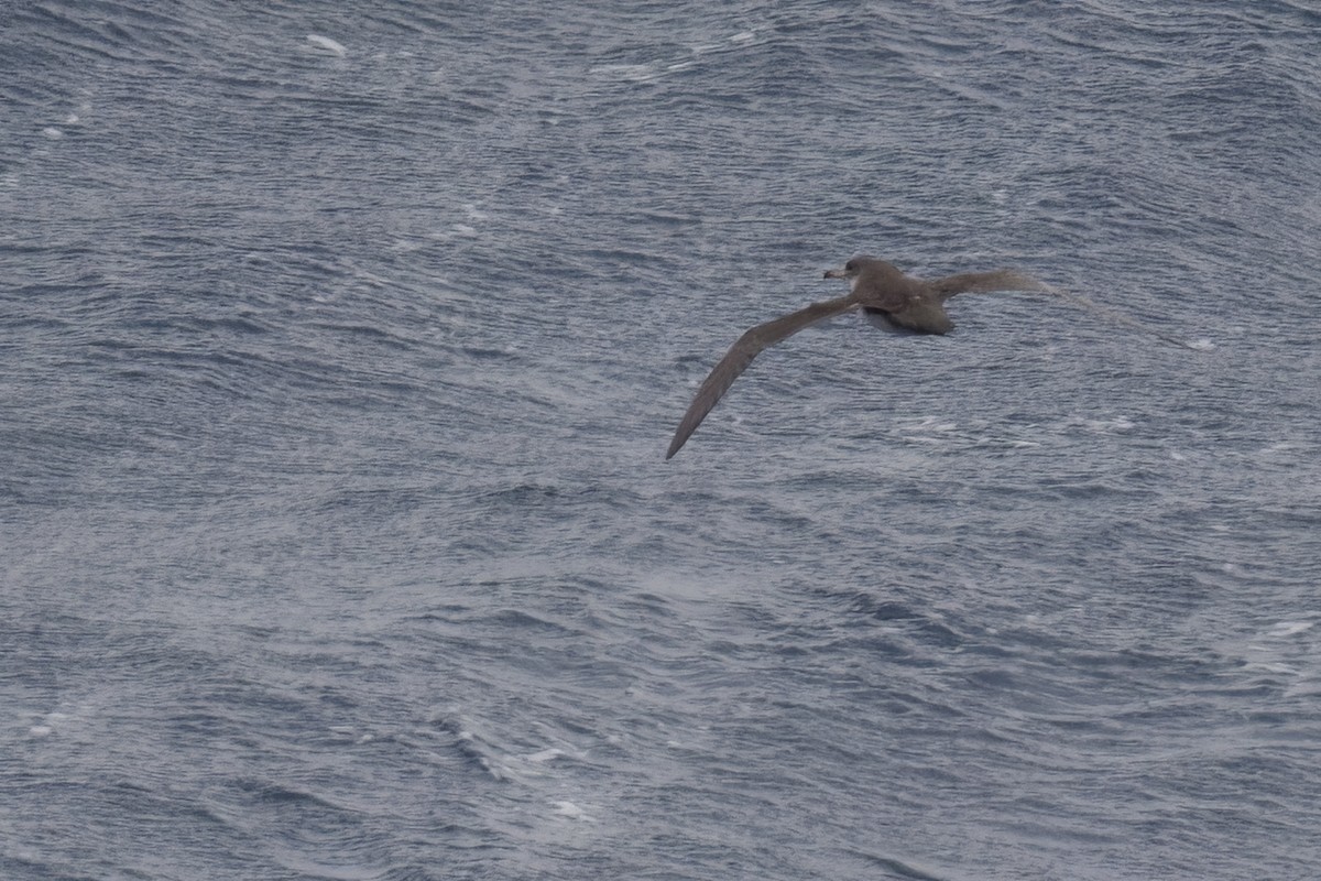 Pink-footed Shearwater - ML617080026