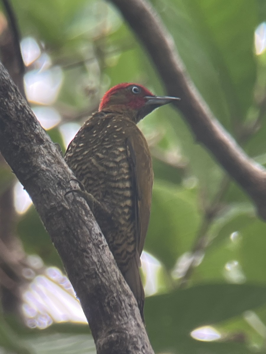 Rufous-winged Woodpecker - ML617080030