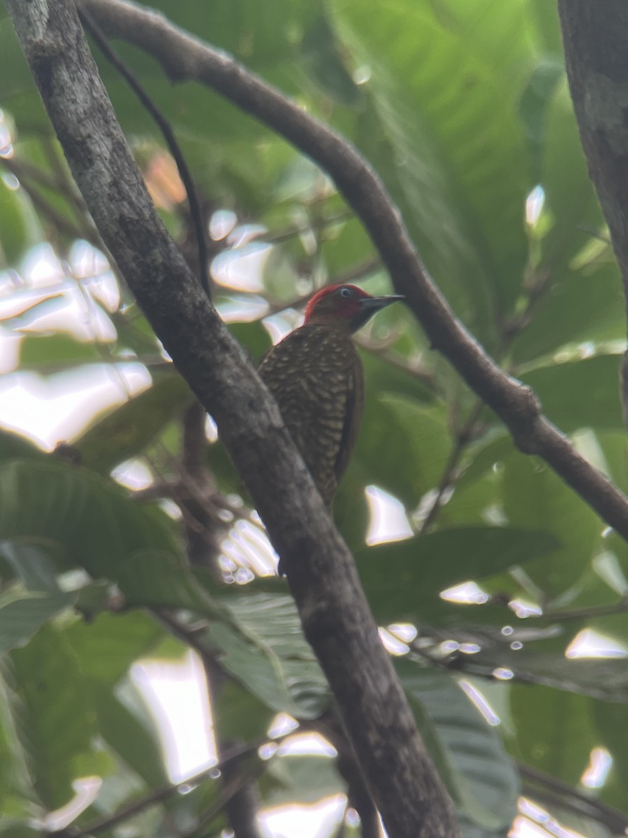 Rufous-winged Woodpecker - ML617080031