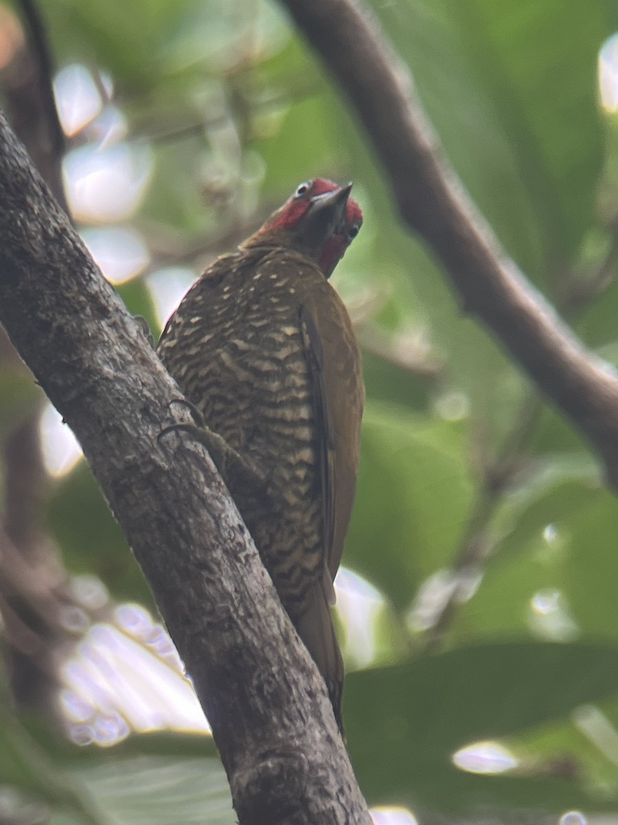 Rufous-winged Woodpecker - ML617080032