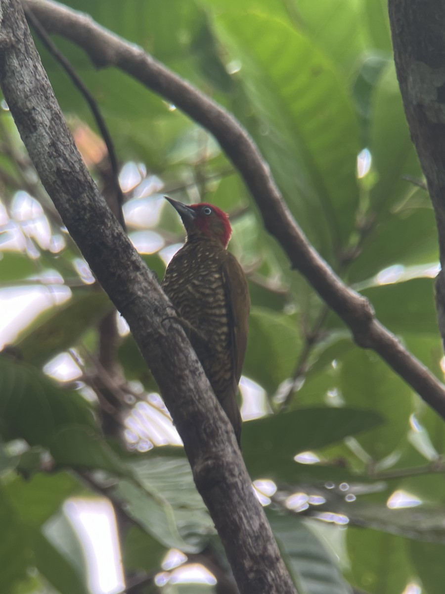 Rufous-winged Woodpecker - ML617080033