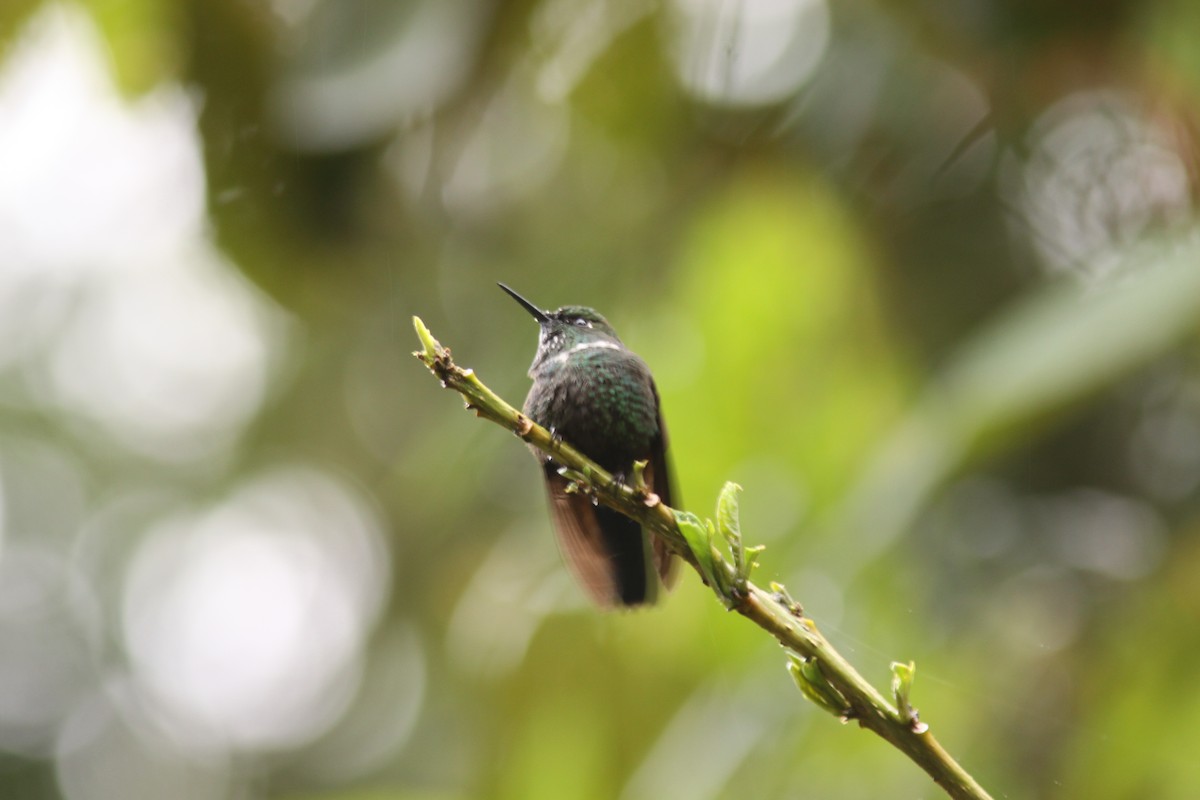 kolibřík bělohrdlý - ML617080047