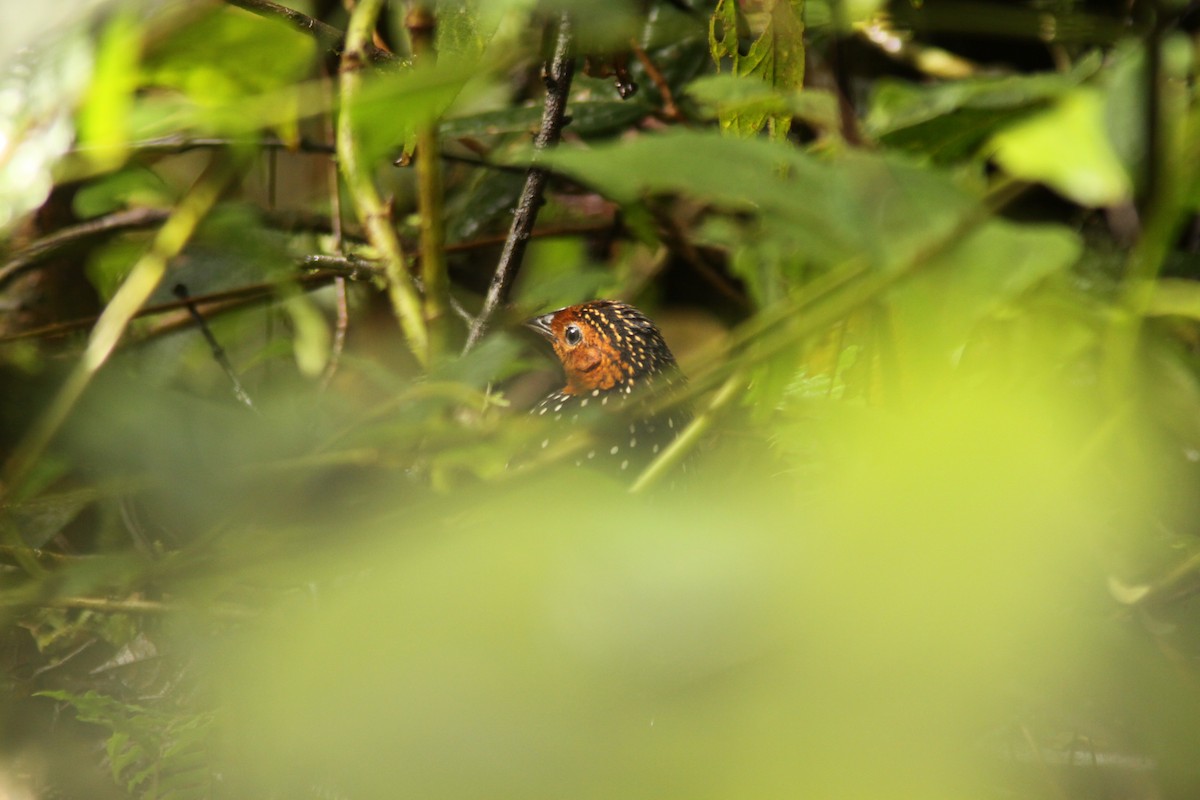 Ocellated Tapaculo - ML617080101
