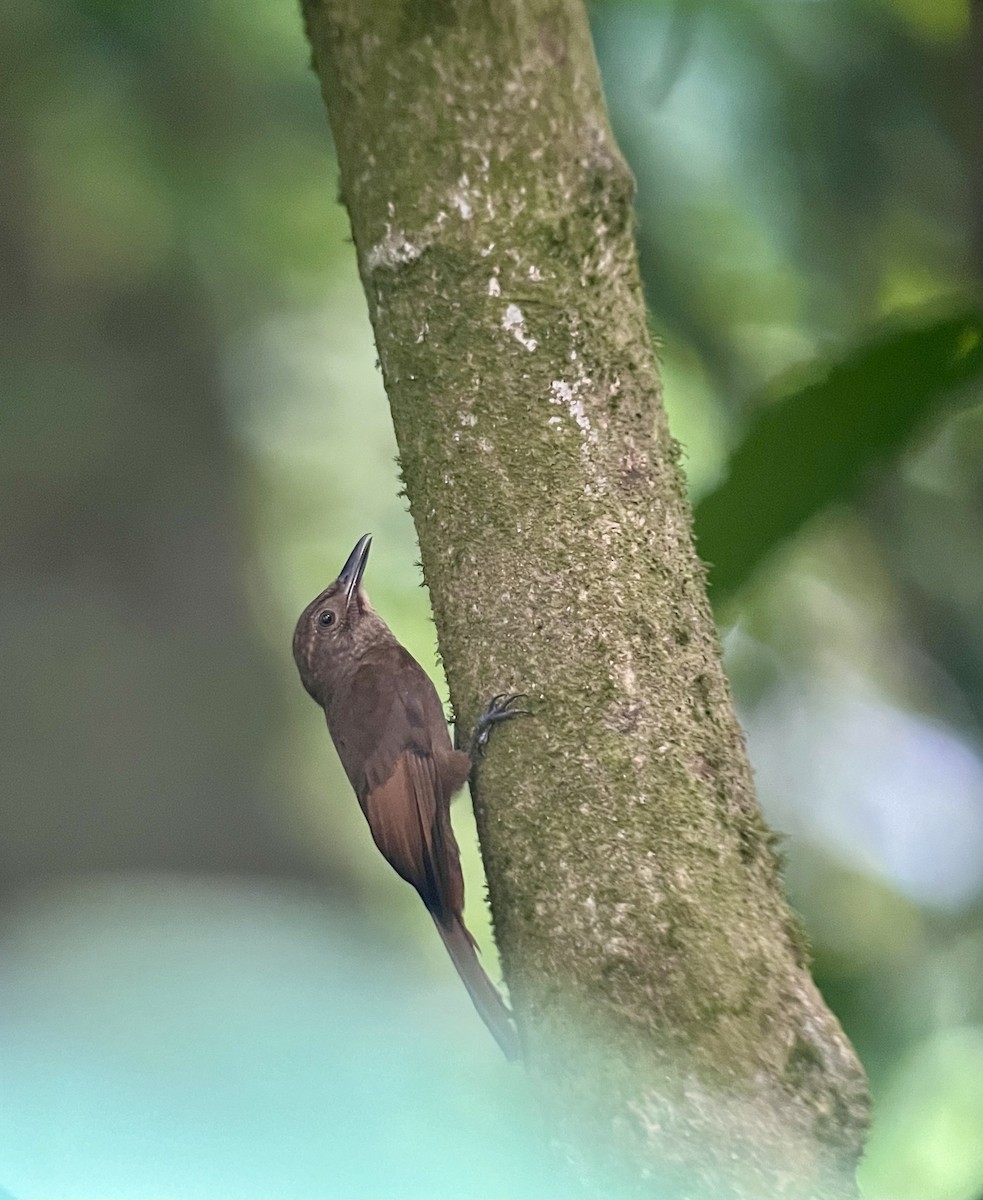 Tawny-winged Woodcreeper - Rogers "Caribbean Naturalist" Morales