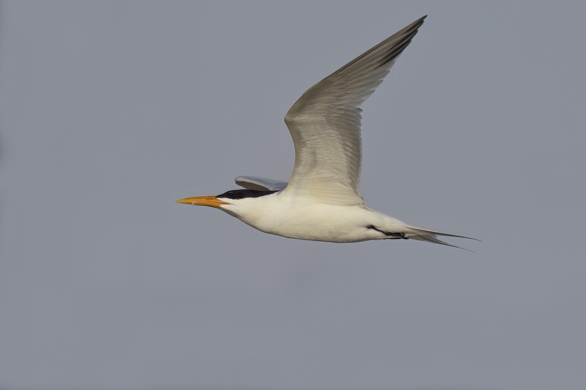 West African Crested Tern - ML617080133