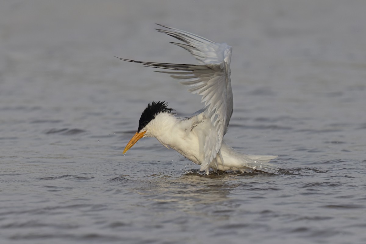 West African Crested Tern - ML617080134