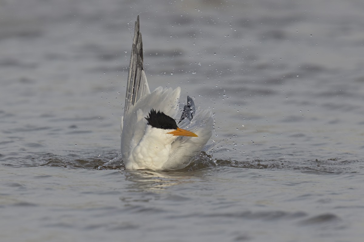 West African Crested Tern - ML617080135