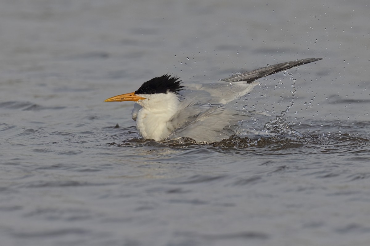 West African Crested Tern - ML617080136