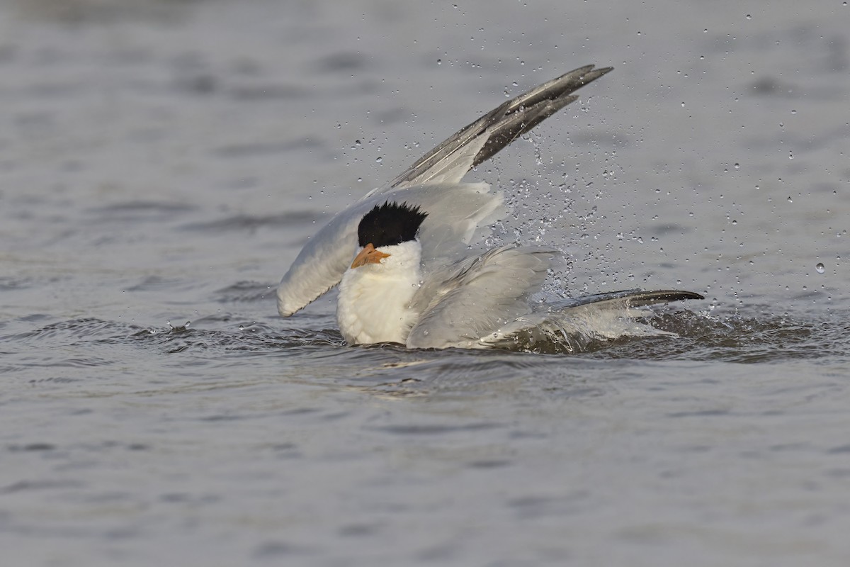 West African Crested Tern - ML617080137