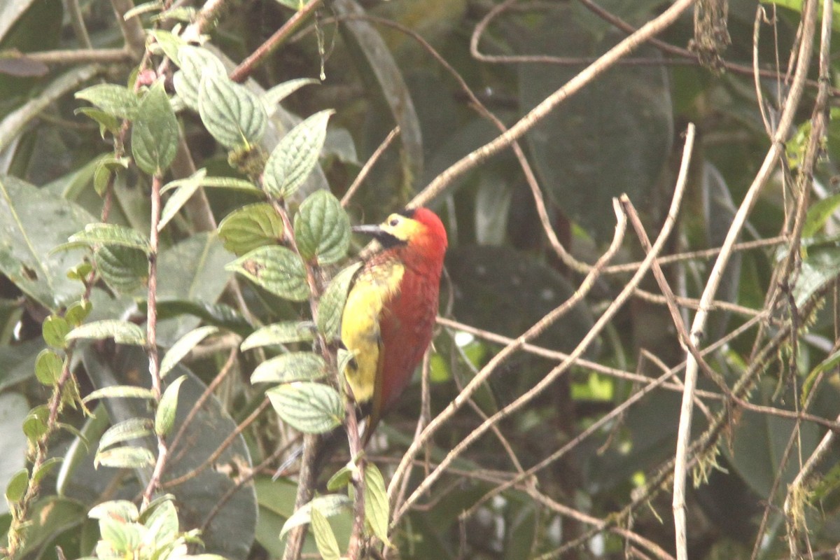 Crimson-mantled Woodpecker - ML617080139