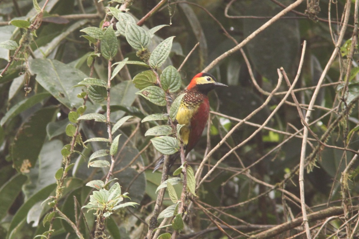 Crimson-mantled Woodpecker - ML617080140