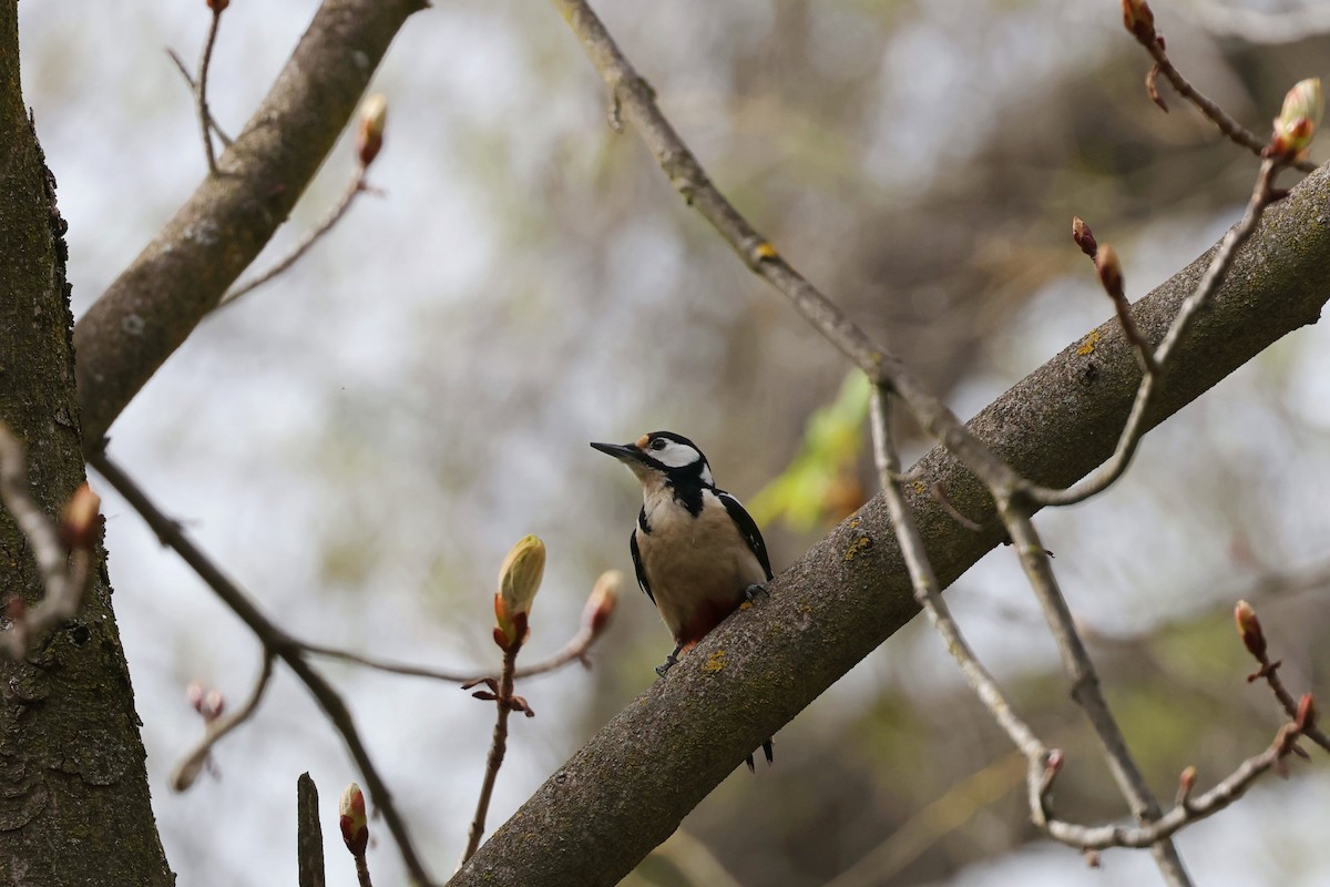 Great Spotted Woodpecker - ML617080212