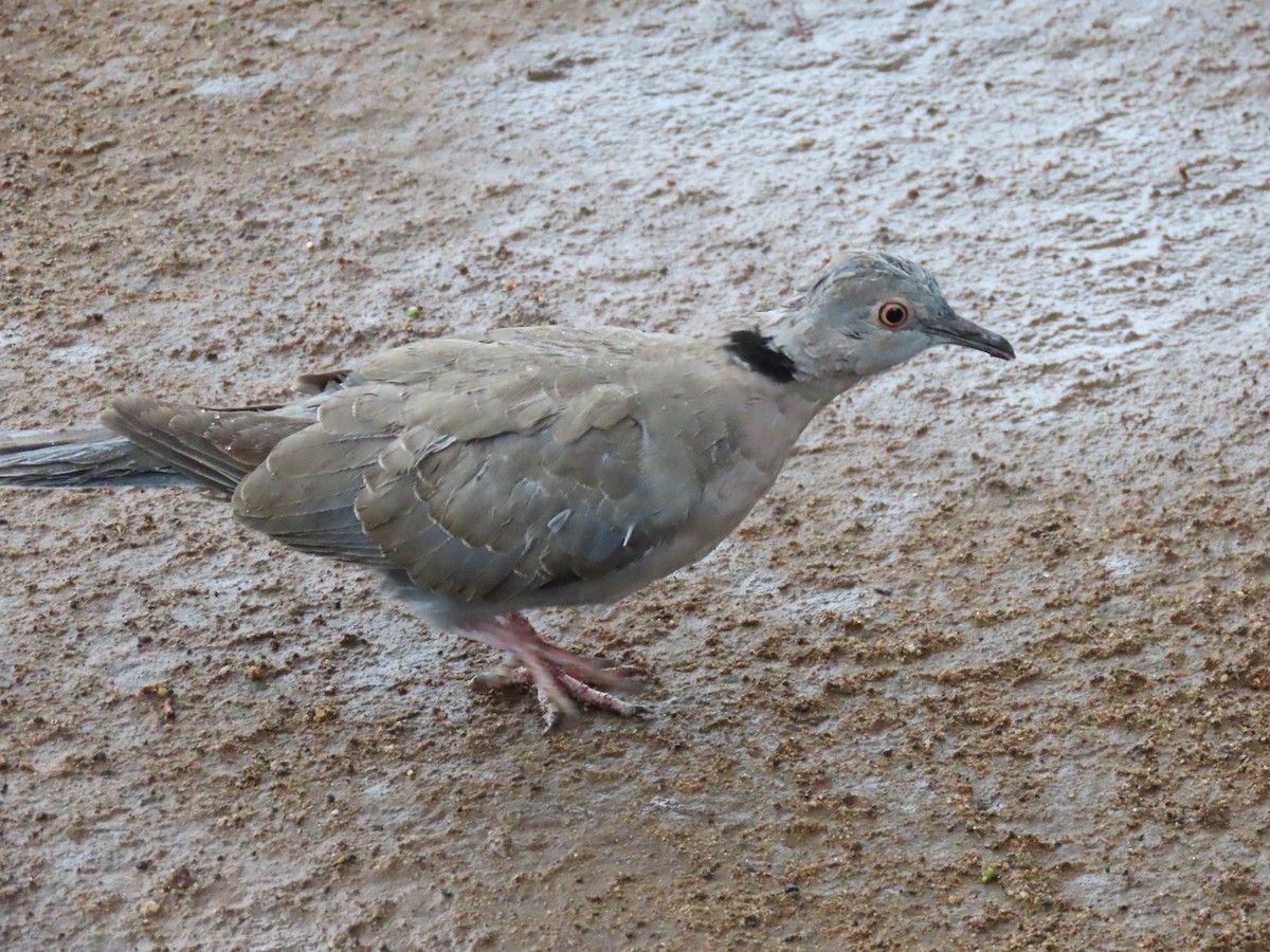 Mourning Collared-Dove - ML617080375