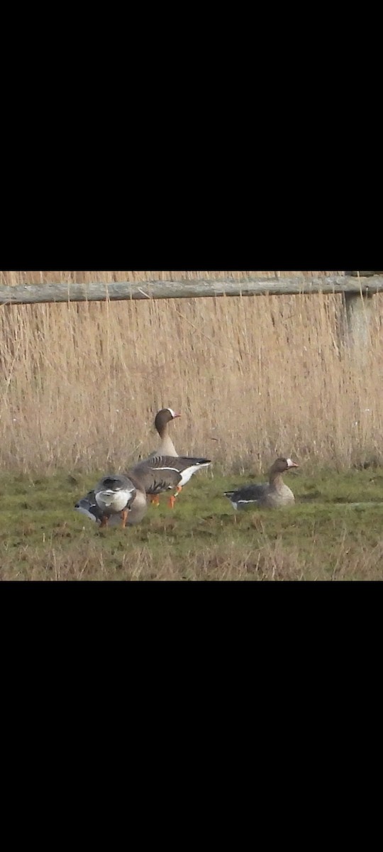 Lesser White-fronted Goose - ML617080396