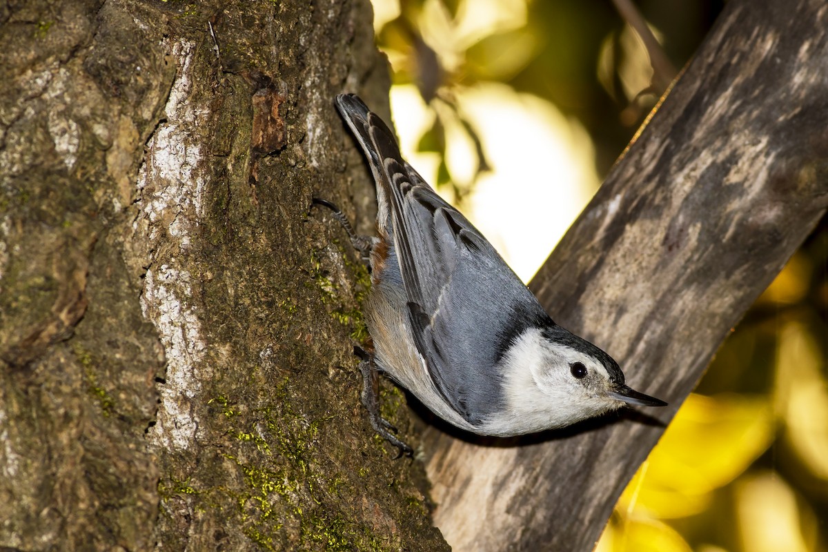 White-breasted Nuthatch - ML617080397