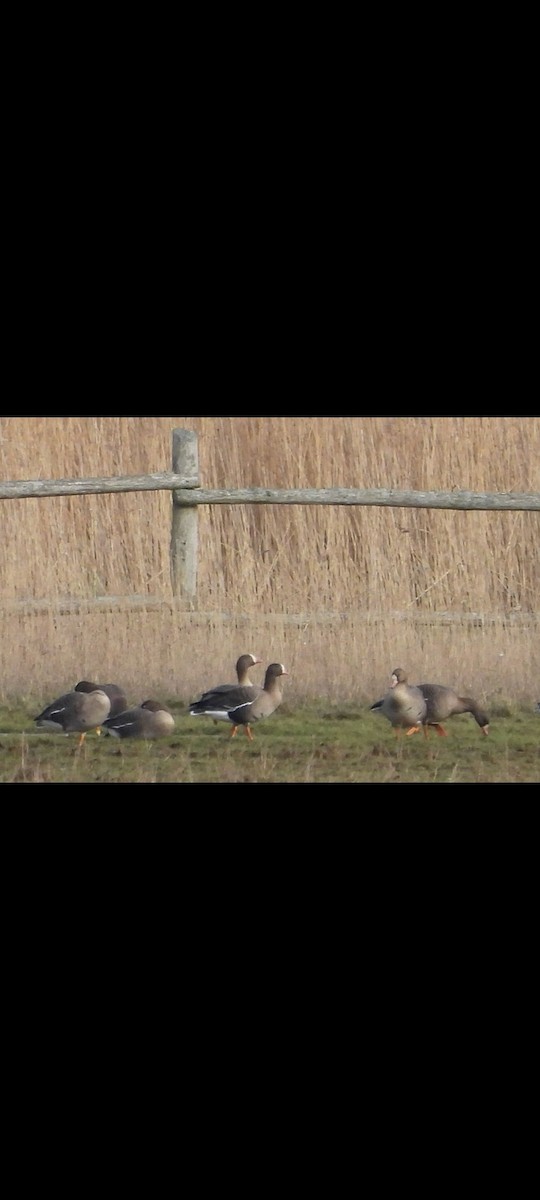 Lesser White-fronted Goose - ML617080403