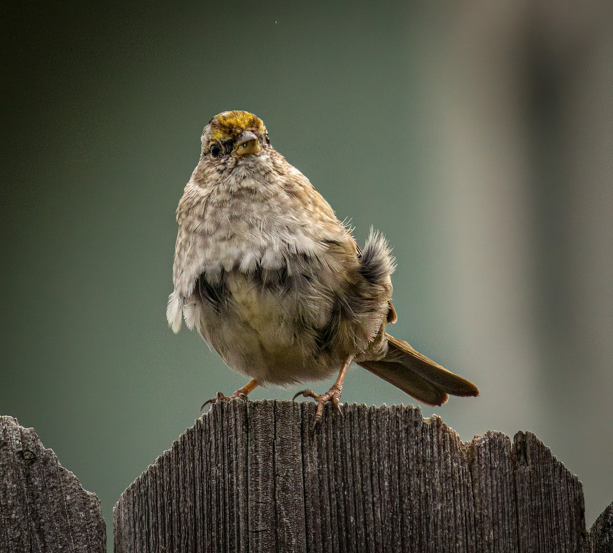 Golden-crowned Sparrow - Nick Viani