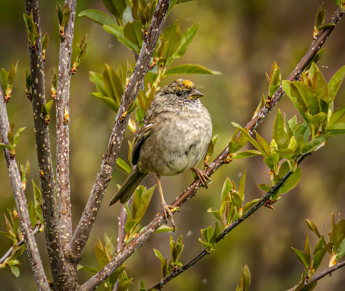 Golden-crowned Sparrow - ML617080412