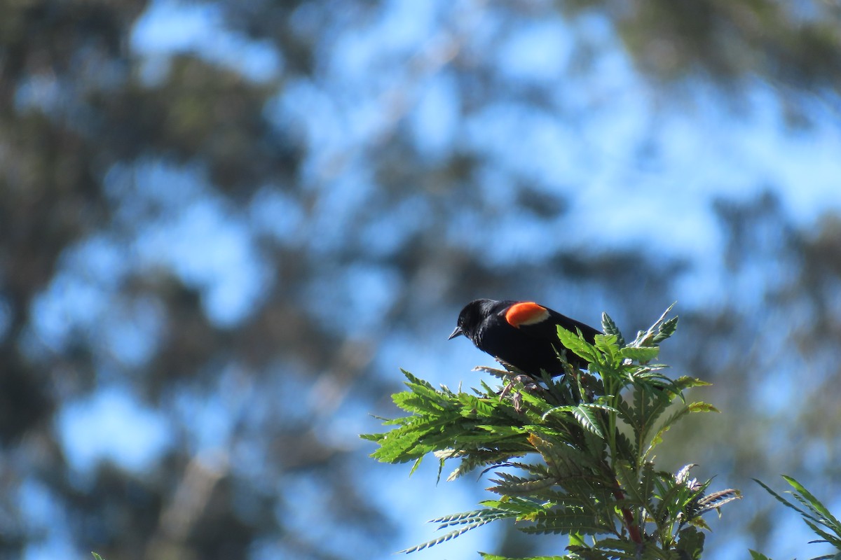 Red-winged Blackbird - ML617080471