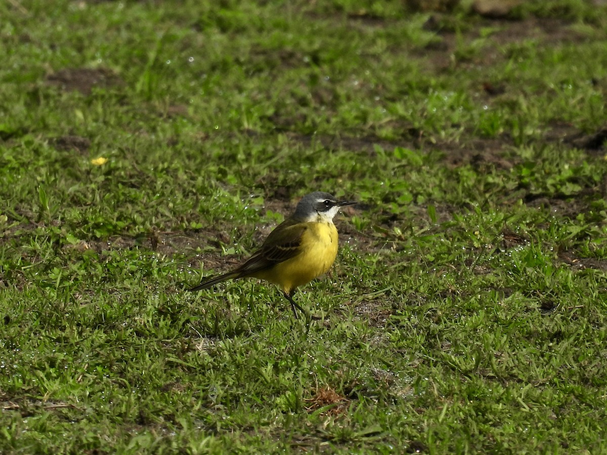 Western Yellow Wagtail - Pat  Lueders