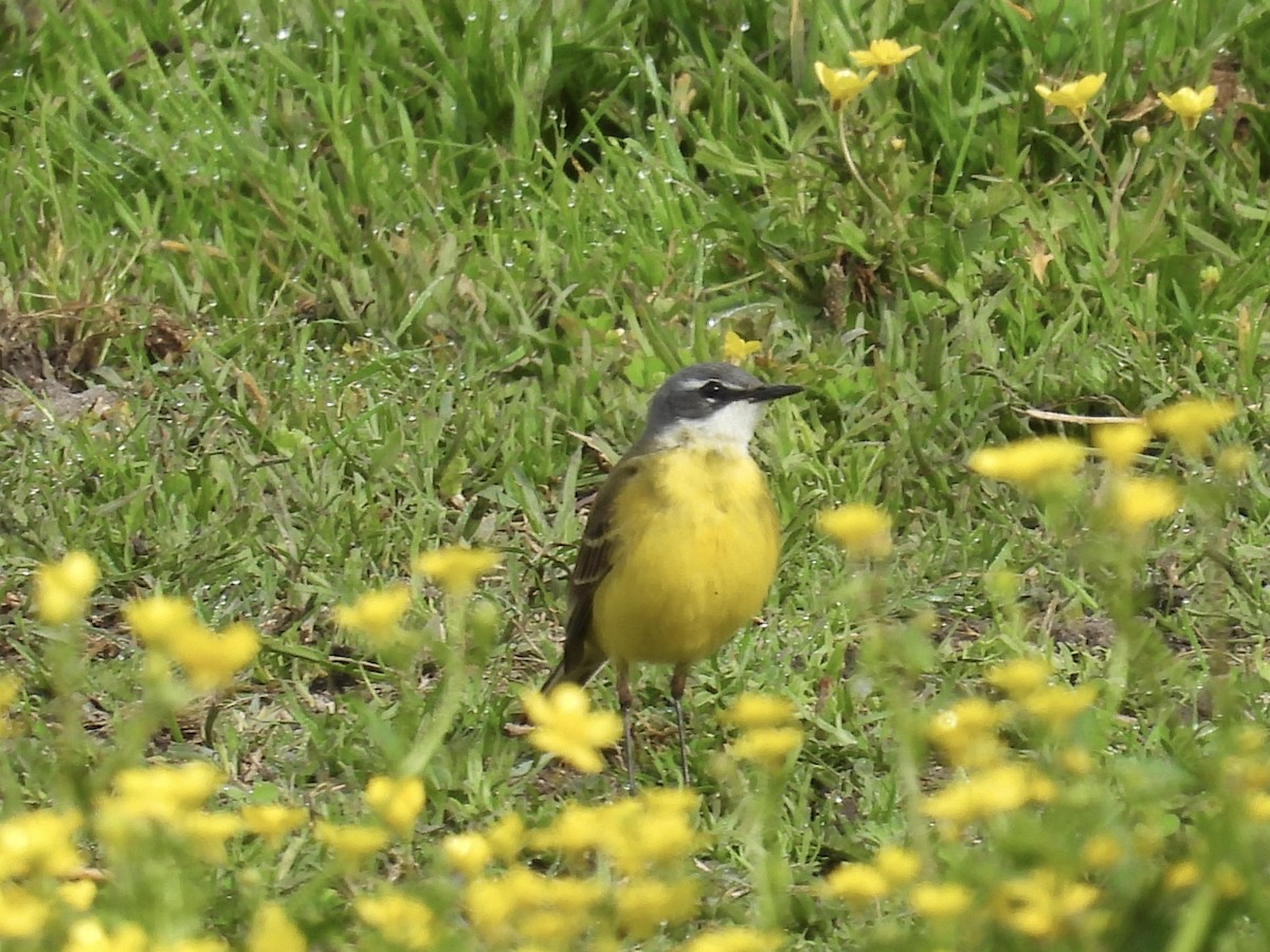 Western Yellow Wagtail - Pat  Lueders