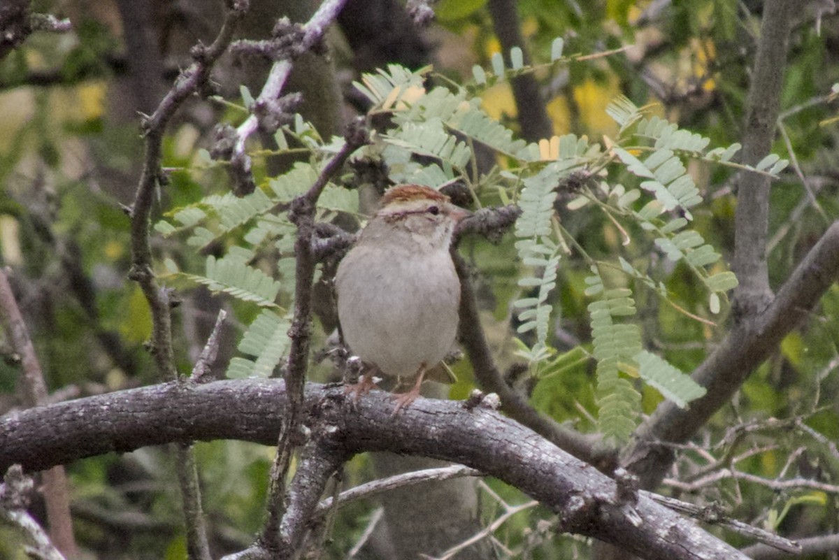 Chipping Sparrow - ML617080541