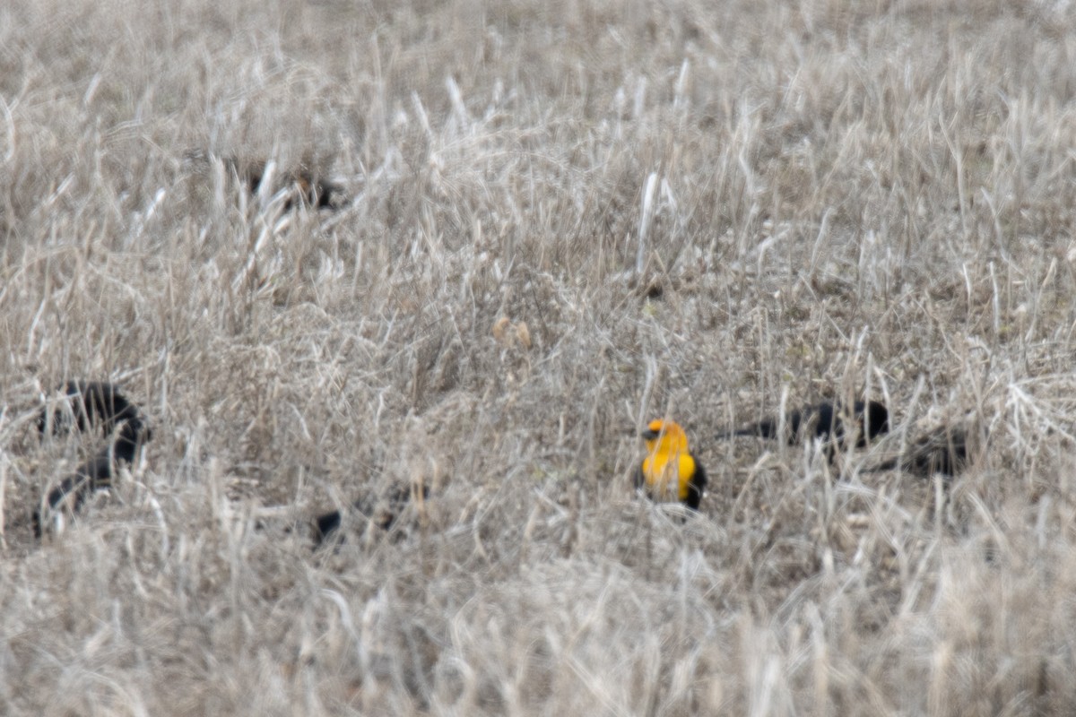 Yellow-headed Blackbird - ML617080545