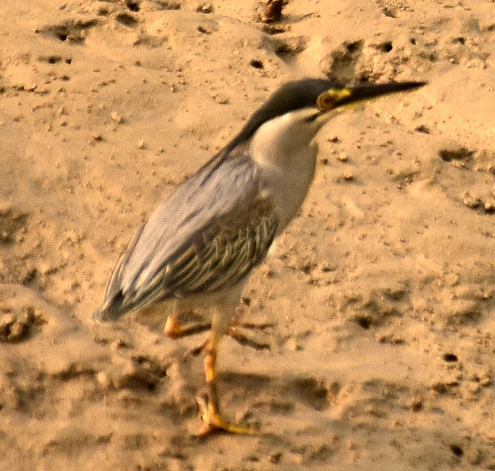 Striated Heron - Amitava Dutta