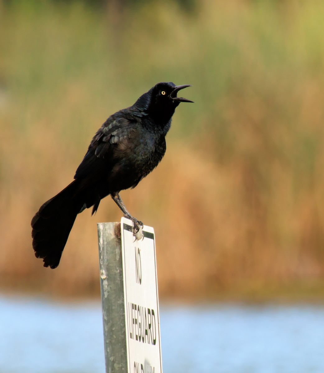 Great-tailed Grackle - ML617080613