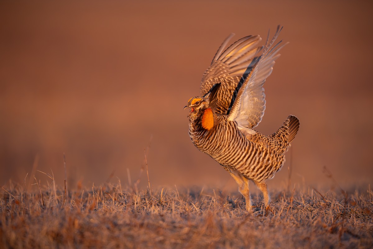 Greater Prairie-Chicken - Matt Zuro
