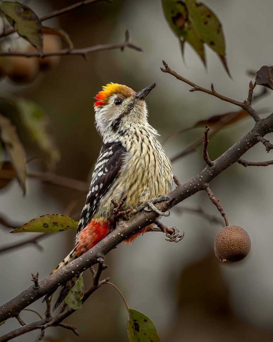 Brown-fronted Woodpecker - Samanvitha Rao