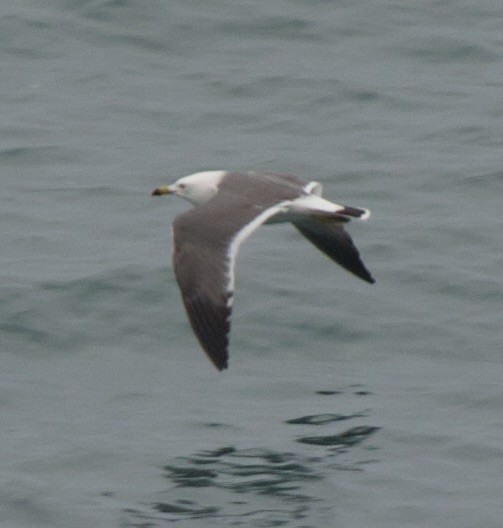 Black-tailed Gull - ML617080839