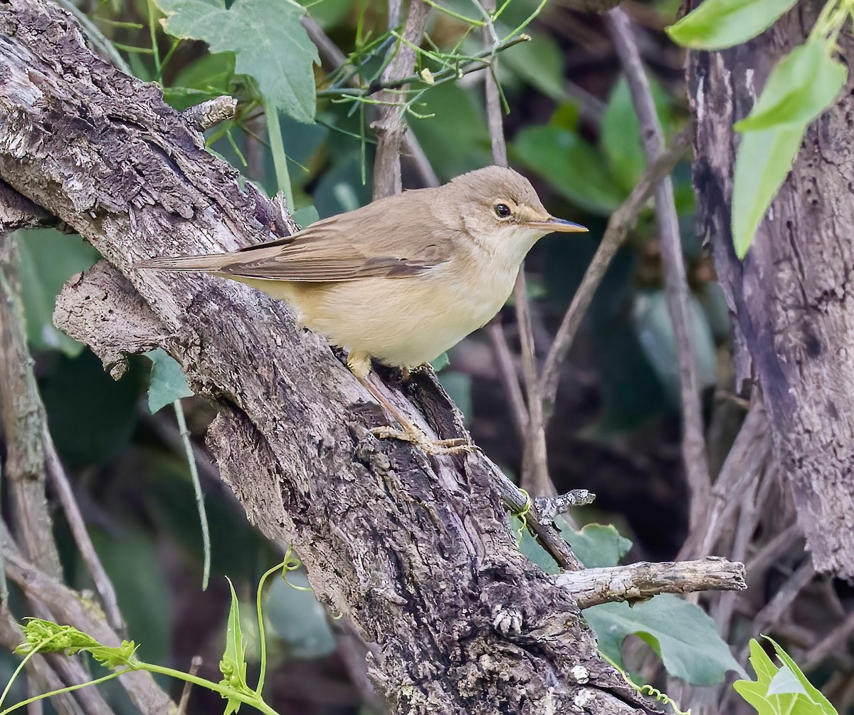 Common Reed Warbler - ML617080854