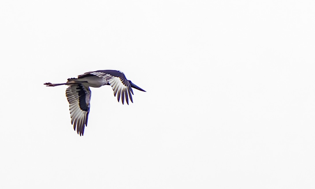 Black-necked Stork - ML617081004