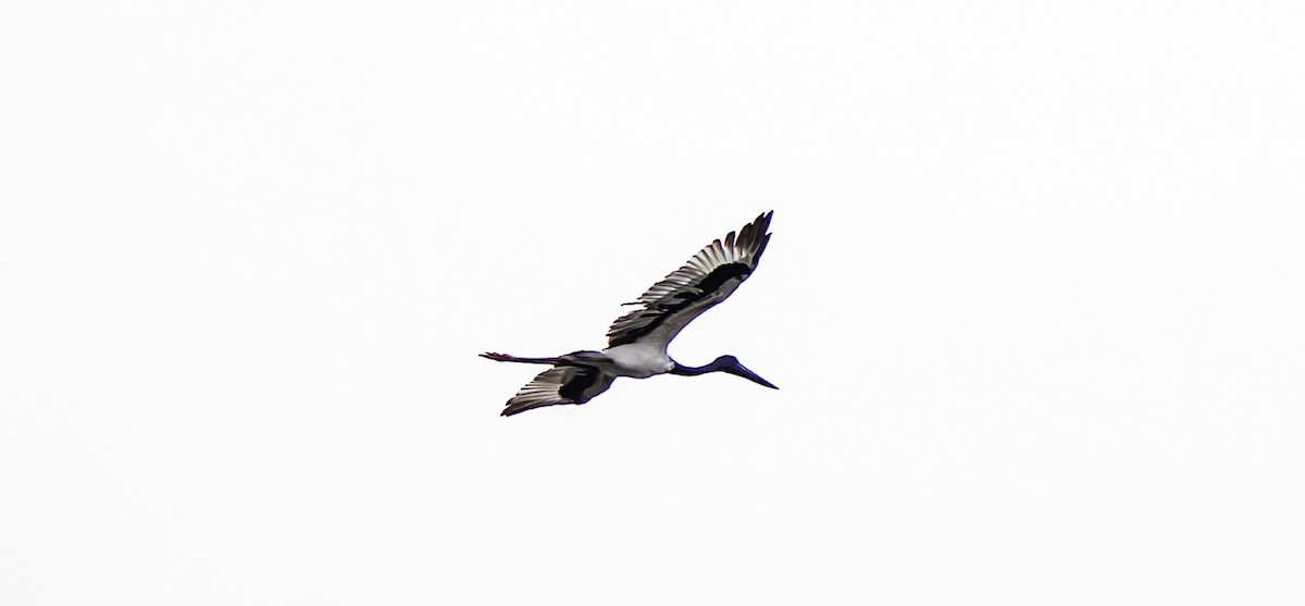 Black-necked Stork - ML617081005