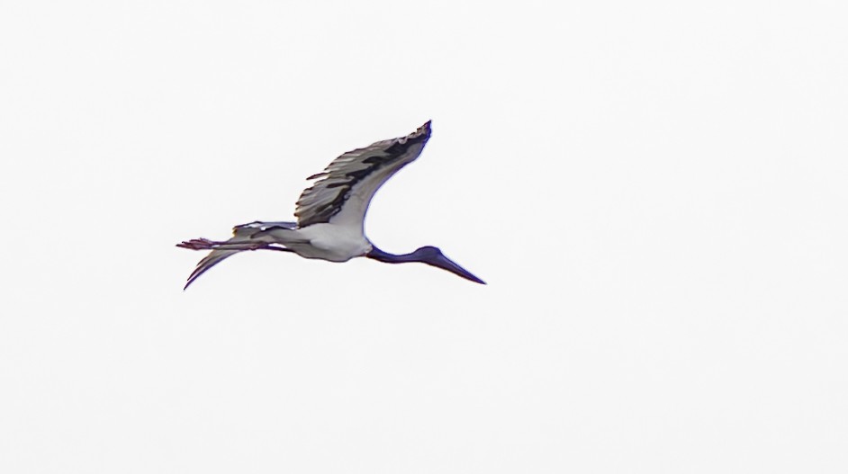 Black-necked Stork - ML617081006