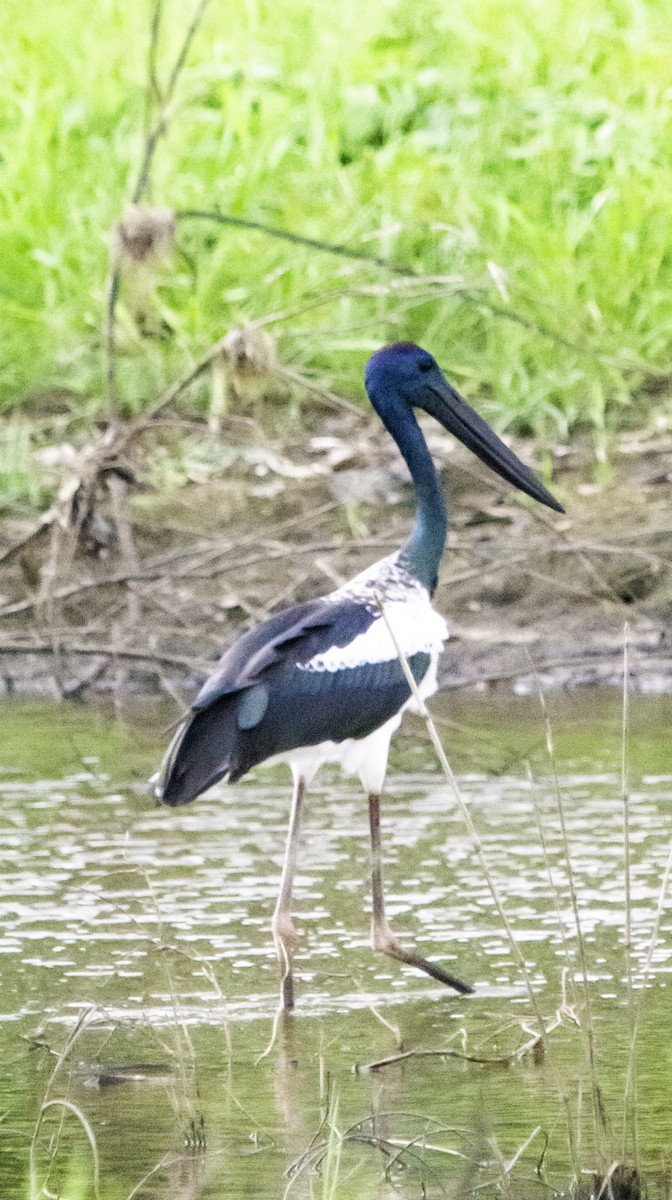 Black-necked Stork - ML617081007