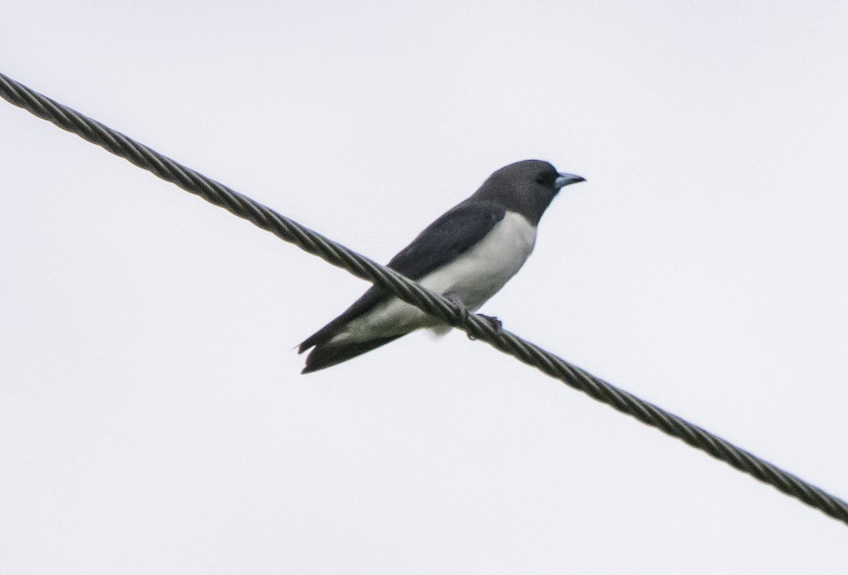 White-breasted Woodswallow - ML617081059