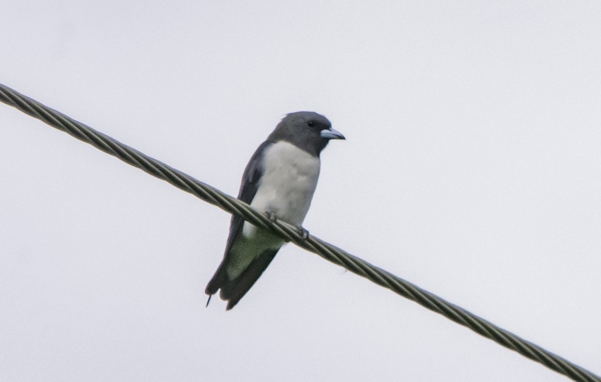 White-breasted Woodswallow - ML617081060