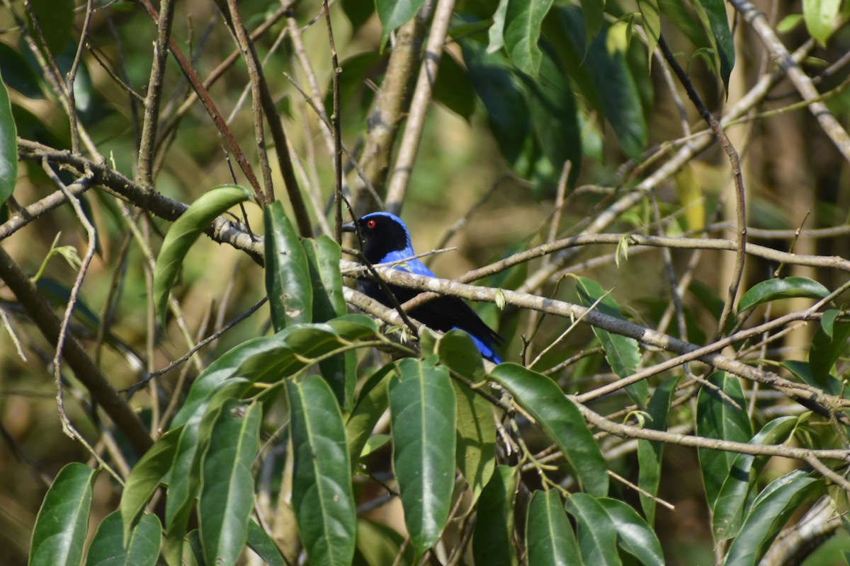 Asian Fairy-bluebird - Vivek chetry
