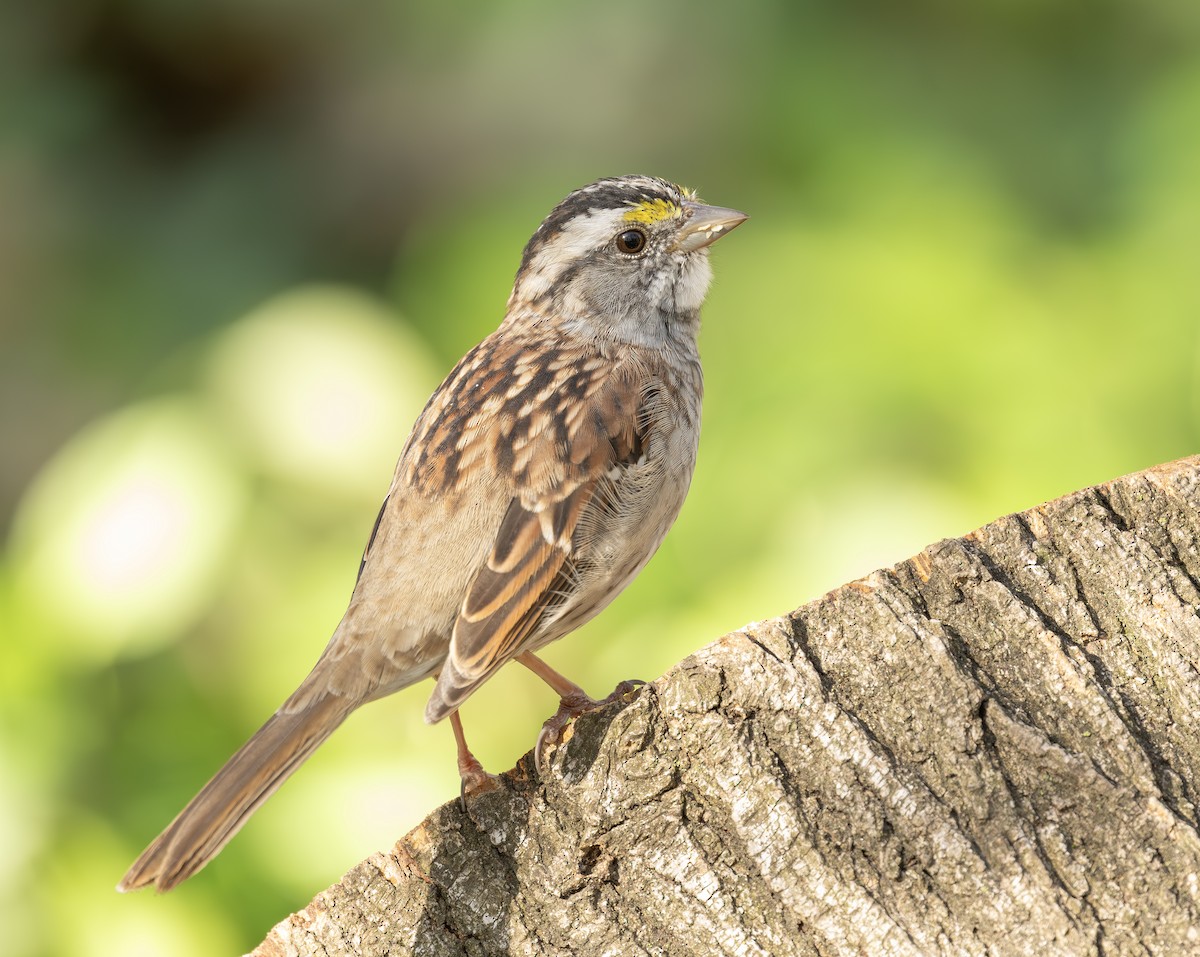 White-throated Sparrow - ML617081072