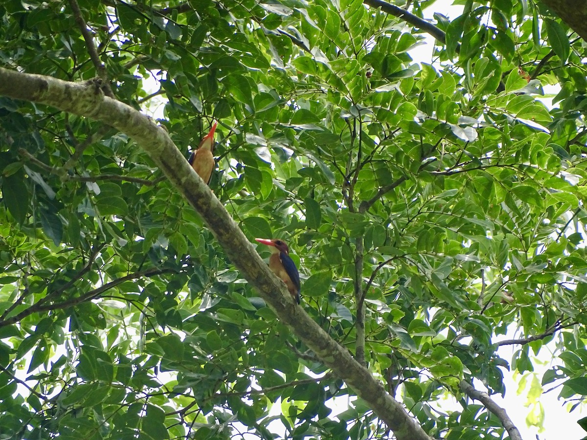 African Pygmy Kingfisher - ML617081102