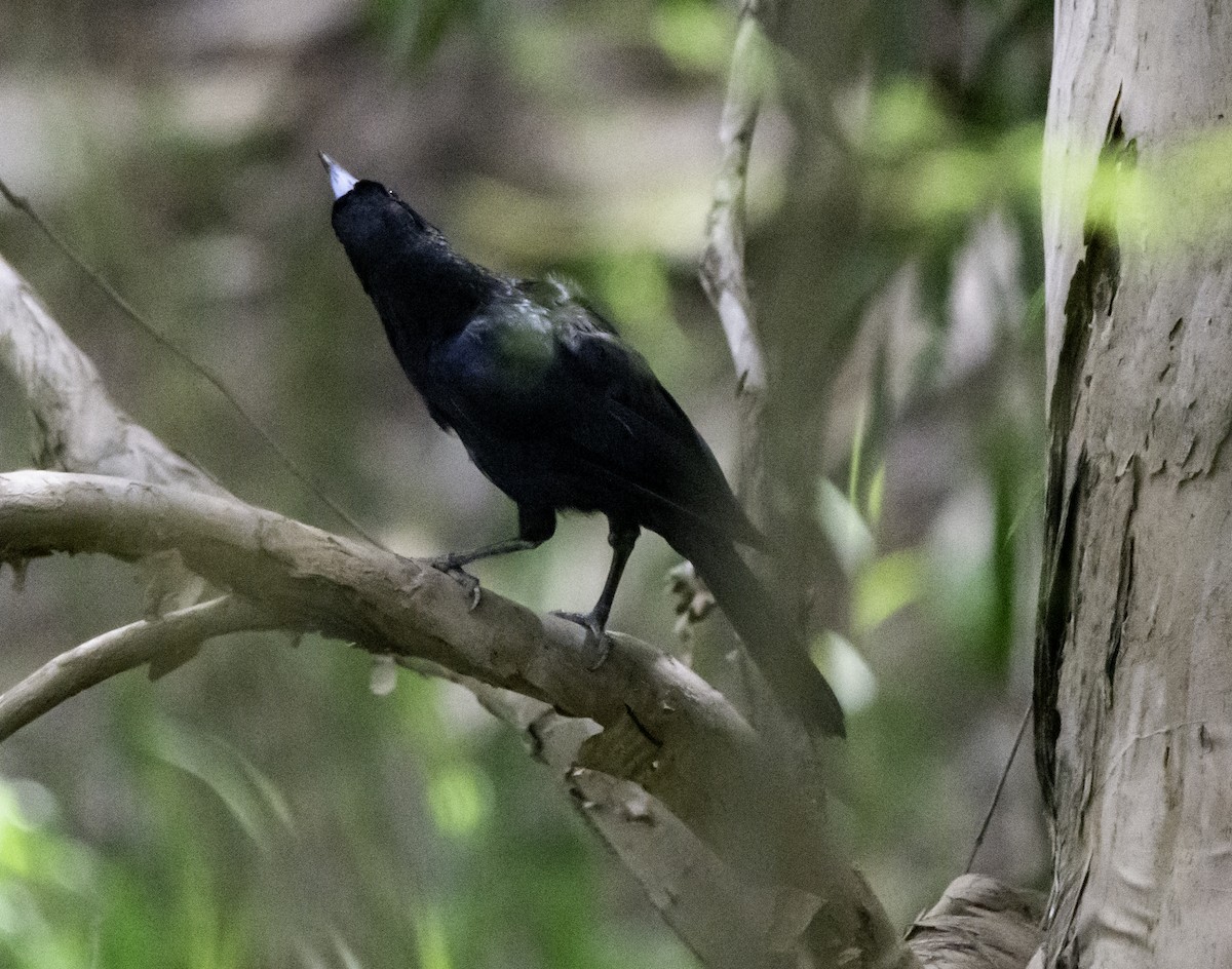 Black Butcherbird - ML617081103