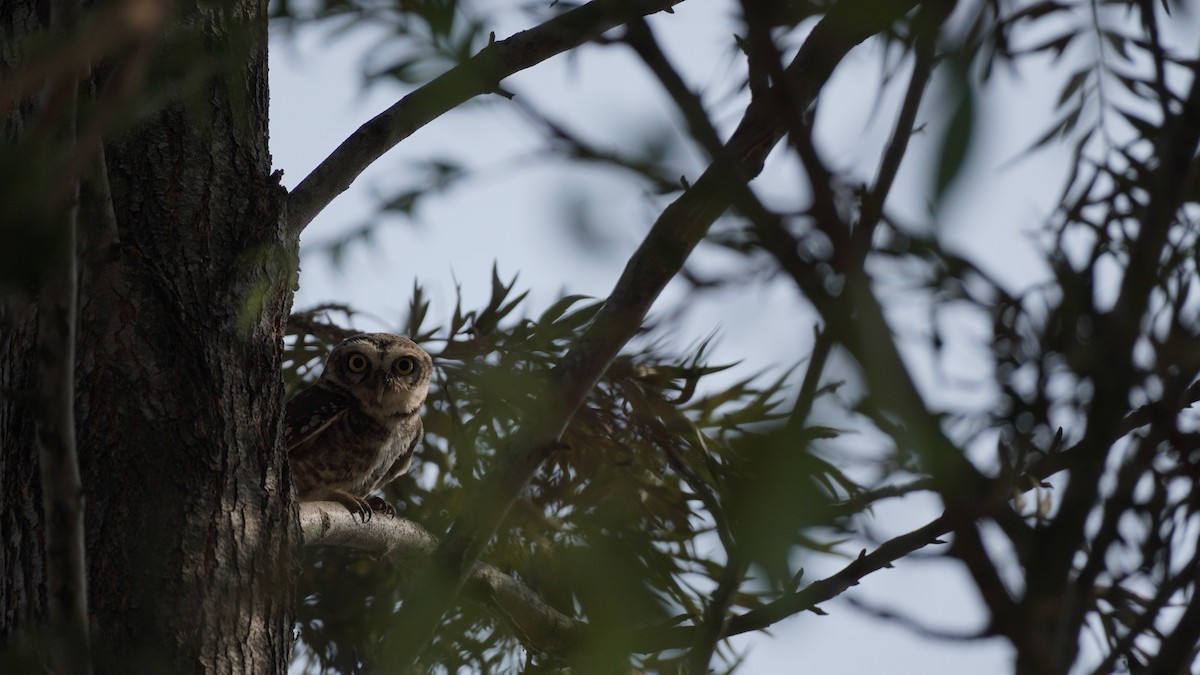 Spotted Owlet - Thanu Shanavas
