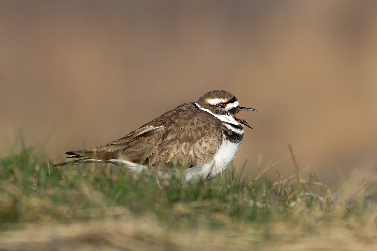 Killdeer - Charadrius vociferus - Media Search - Macaulay Library and eBird