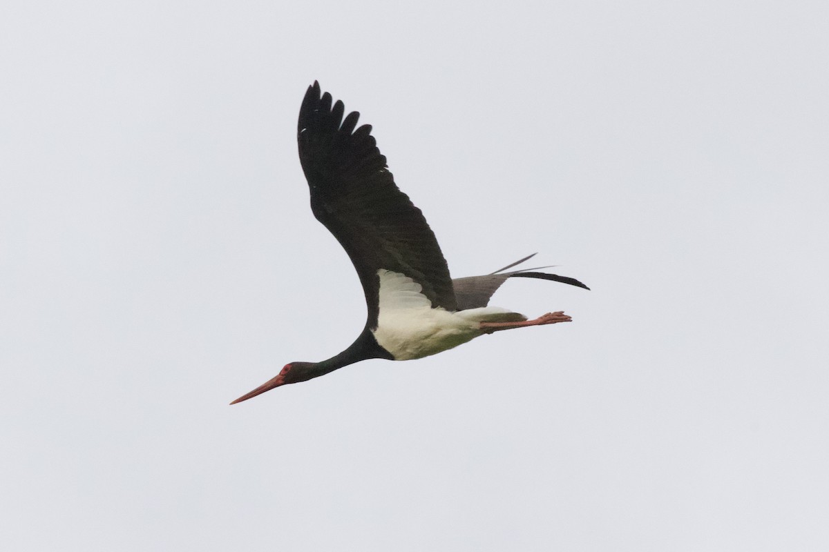 Black Stork - Thomas Doebel