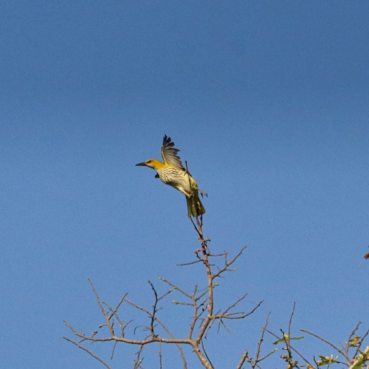 Indian Golden Oriole - ML617081514